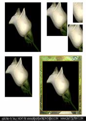 Perfection White Rose