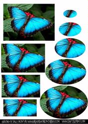 Butterfly Fantasy