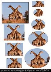 Giraffes Always Smile