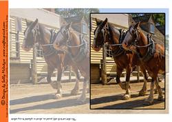 Horses Card Insert or Cut and Fold Card
