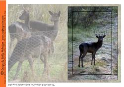 Deer in the Wild Insert or Quick Print and Fold Card