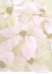 White Poinsettia Background