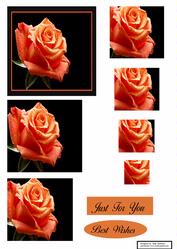 Sunset Rose