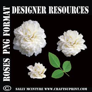 Cut Out White Rose 3 Stage with Leaf