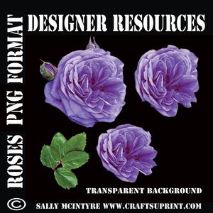 Cut Out Roses Purple and 3 Stage Cut Out Designer Resource