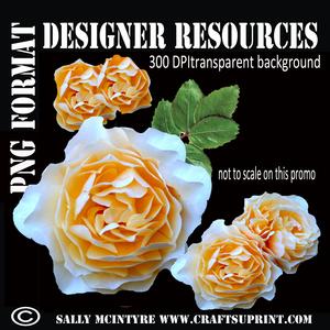 Apricot Rose Layered Designer Transparent Background
