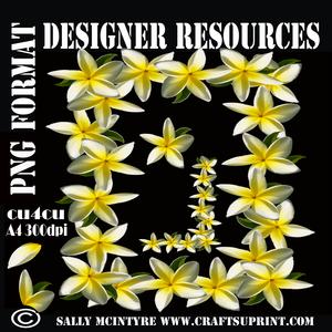 Plumeria Frangipanni Designer Resource Png Format 300 Dpi