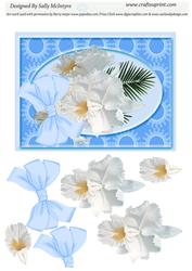 White Orchids Prettiest Pale Blue Back Ground