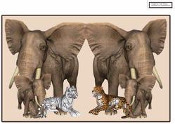 Jungle Animalmania