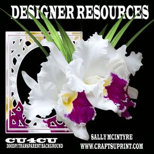 Designer Resources White Orchid Cerise Ruffled Throat