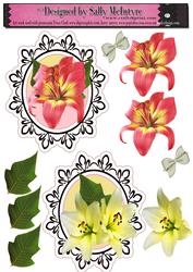 Lily Specialty