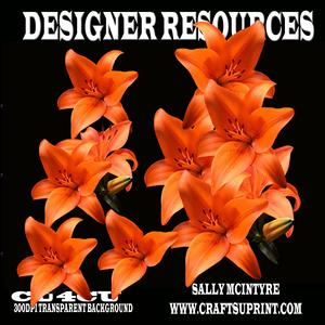 Orange Lily Designer Resource 300dpi