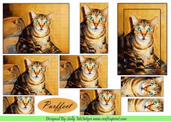 Just Purrfect