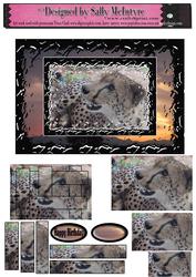 Africa Cheetah Wild Cats Roam