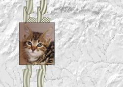 Insert Trim to Suit Your Card Cats