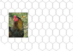 Chooks Hens and Roosters Insert, Cut to Suit Your Card Size
