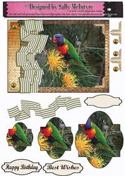 Lorikeets in the Bush