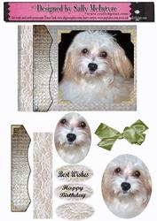 All About a Little White Dog