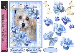 My Favourite Little White Dog