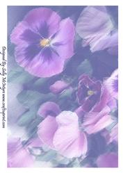 Pansy Backround 2