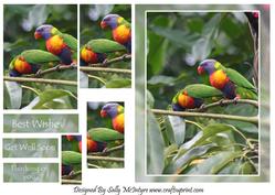 Rainbow Lorikeets from My Garden