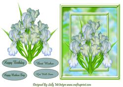Loverly Iris Lime