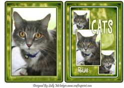 Cats Rule