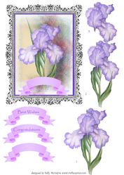 Beautiful Purple Iris