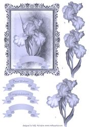 Beautiful Blue Iris