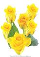 A4 Yellow Roses