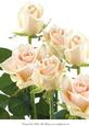 A4 Apricot Roses