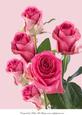 A4 Blush Pink Rose