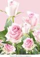 A4 a Rose by Any Other Name Pale Pink