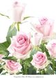 A4 a Rose by Any Other Name Pale Pink White Back Ground