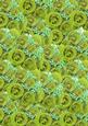 Lime Green Roses and White Babys Breath Background