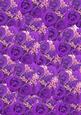 Purple Roses and White Babys Breath Background