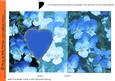 Pansy Fold Back Card in Blue