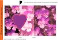 Pansy Fold Back Card in Pink
