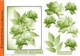 Lime Hues Rose Step by Step Makes a Stunning Card