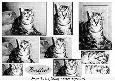 Just Purrfectly in Black and White