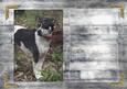 Insert Dog,wooden Background Trim to Desired Size