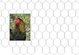 Chooks Hens and Roosters Insert, Cut to Suit Your Card Size
