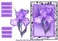 Black and White Framed Iris Happy Birthday , Congratulations, with Sympathy,best Wishes,thinking of You , Enjoy Your Retirement,get Well Soon