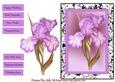 Pink Iris Happy Birthday , Congratulations, with Sympathy,best Wishes,thinking of You , Enjoy Your Retirement,get Well Soon