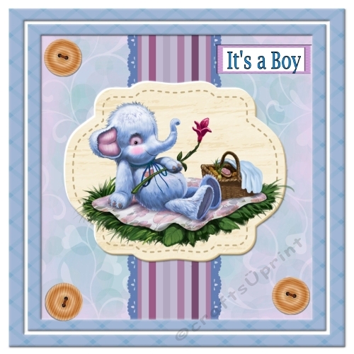 Elephant - New Baby
