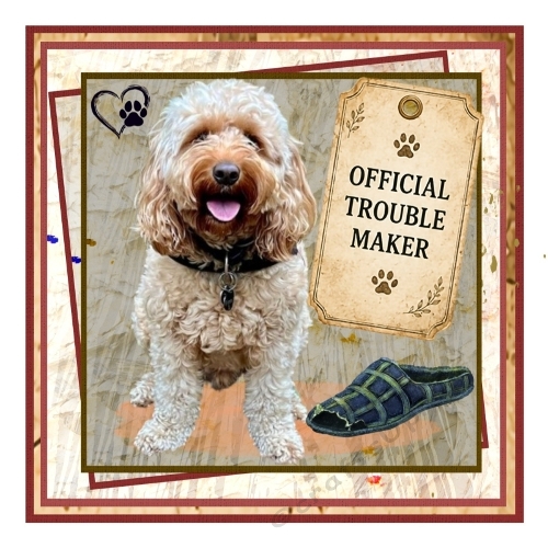 Trouble Maker - Cockapoo
