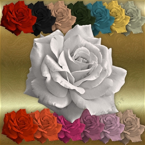 Roses