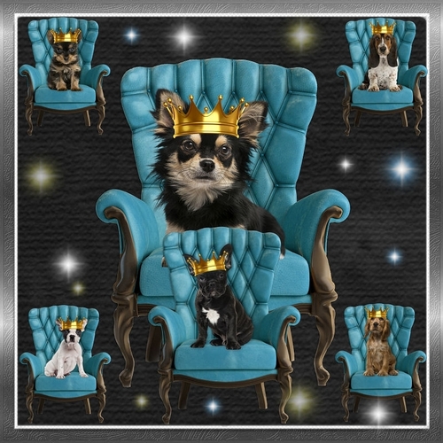 Puppy Crowns