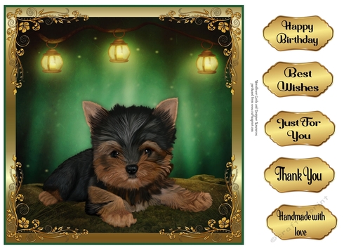 Perfect Pose Puppy yorkie