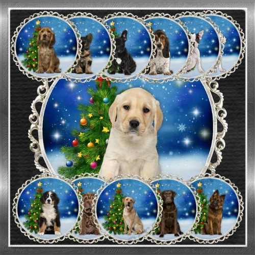 O Christmas Tree Dogs